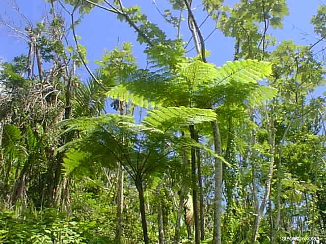 Giant Ferns